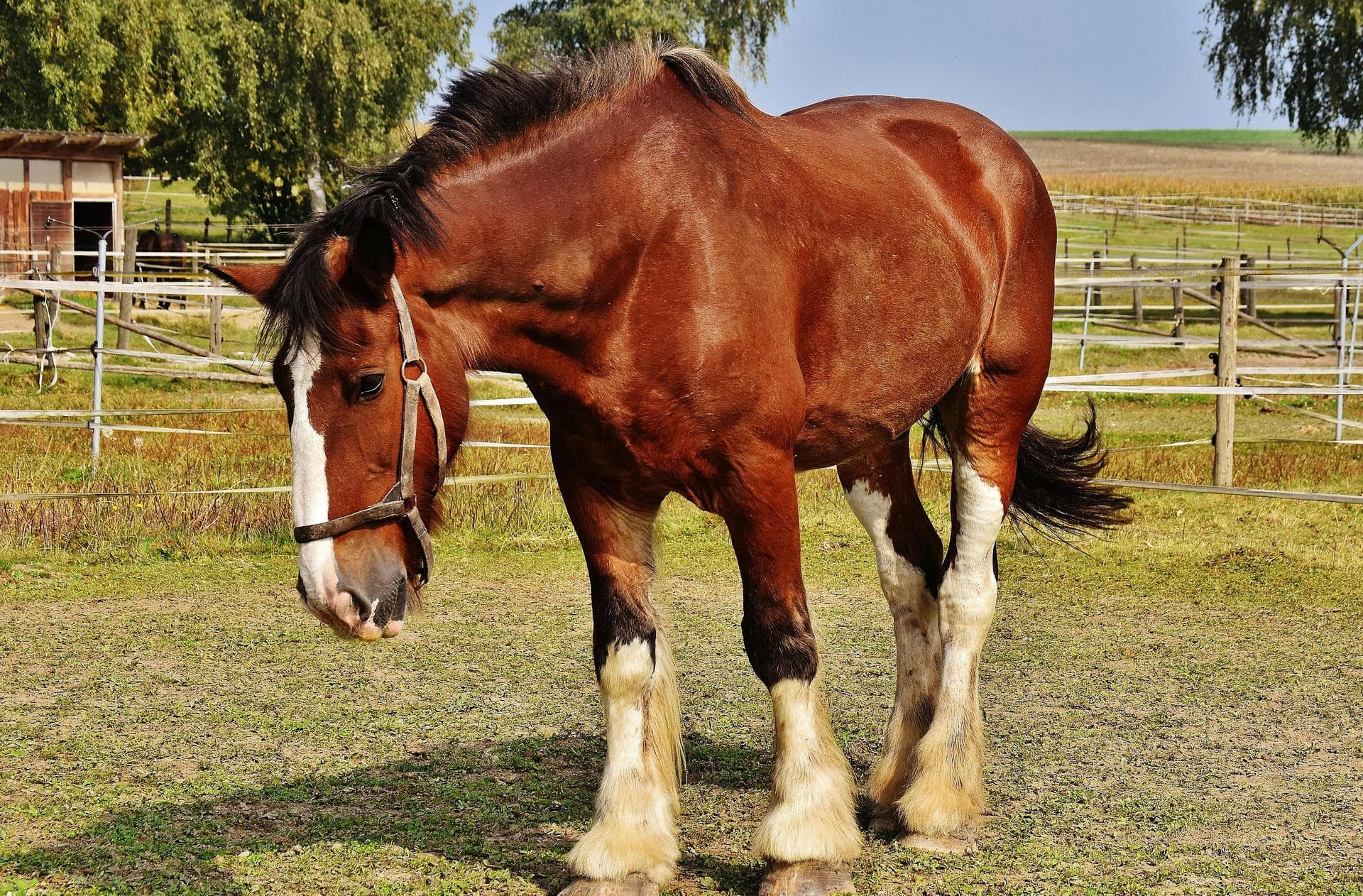 Horse Castrate Neutering Prices in York