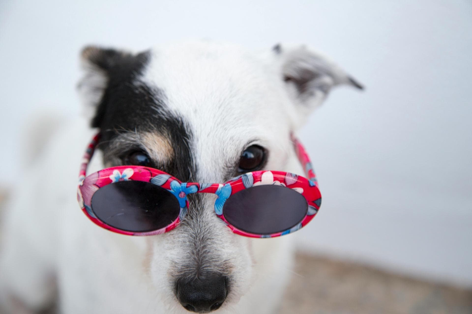 Dog Spay Castrate Neutering Prices in York