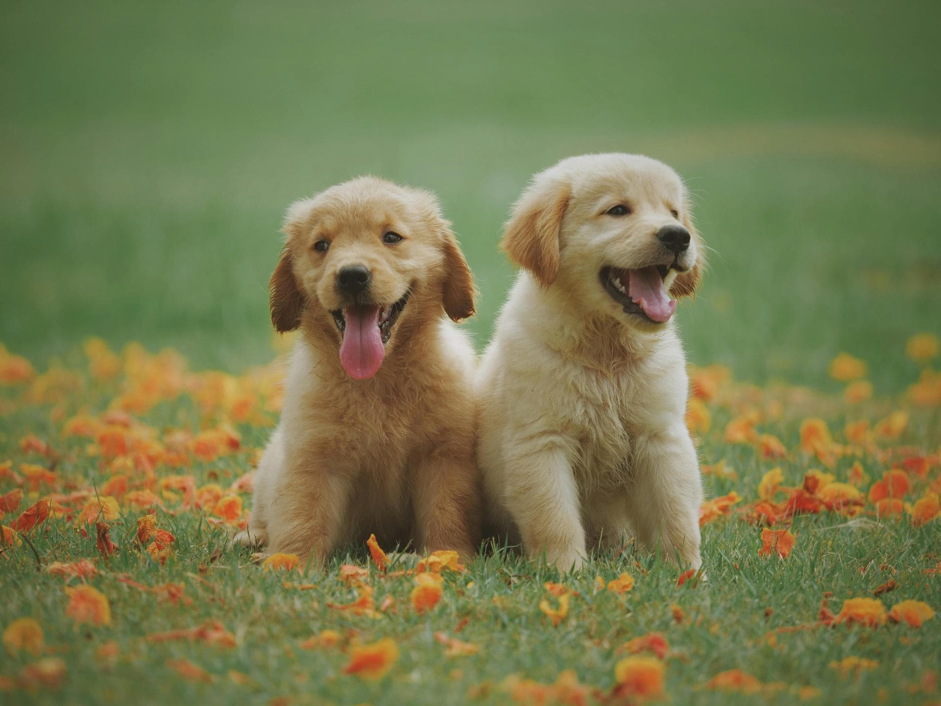 Dog Puppy Vaccinations Kennel Cough Prices in York
