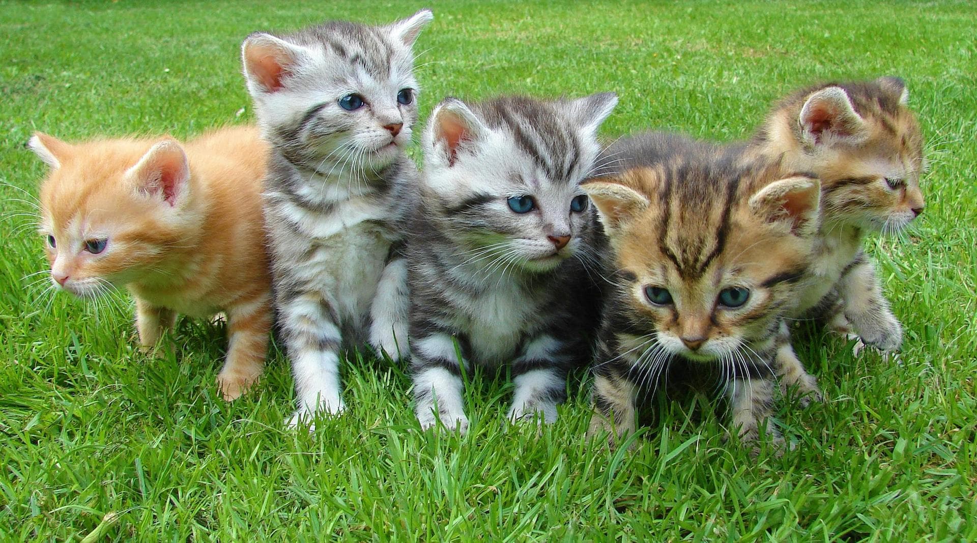 Cat Spay Castrate Neutering Prices in York