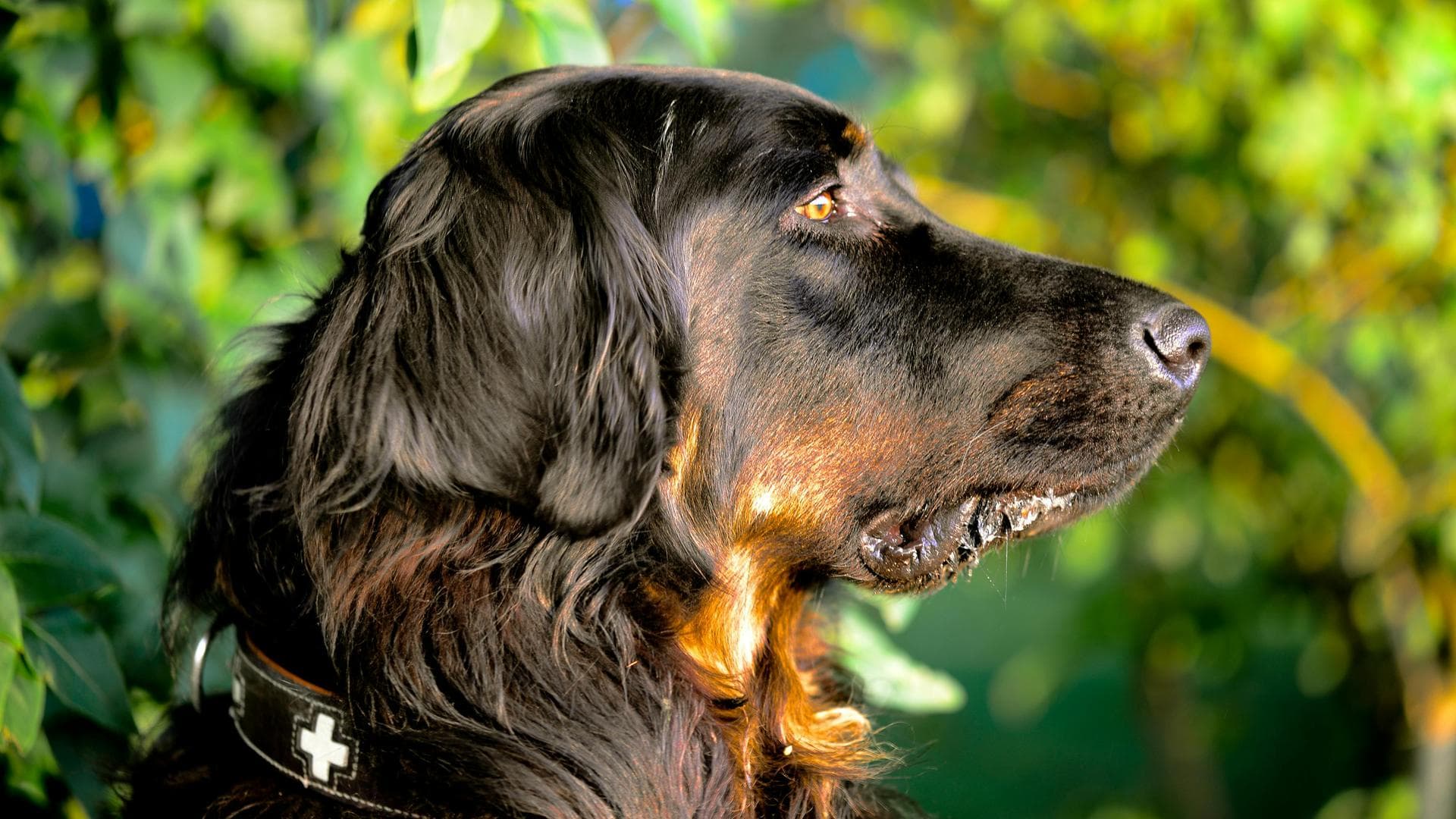 Dog Cremation Prices in York