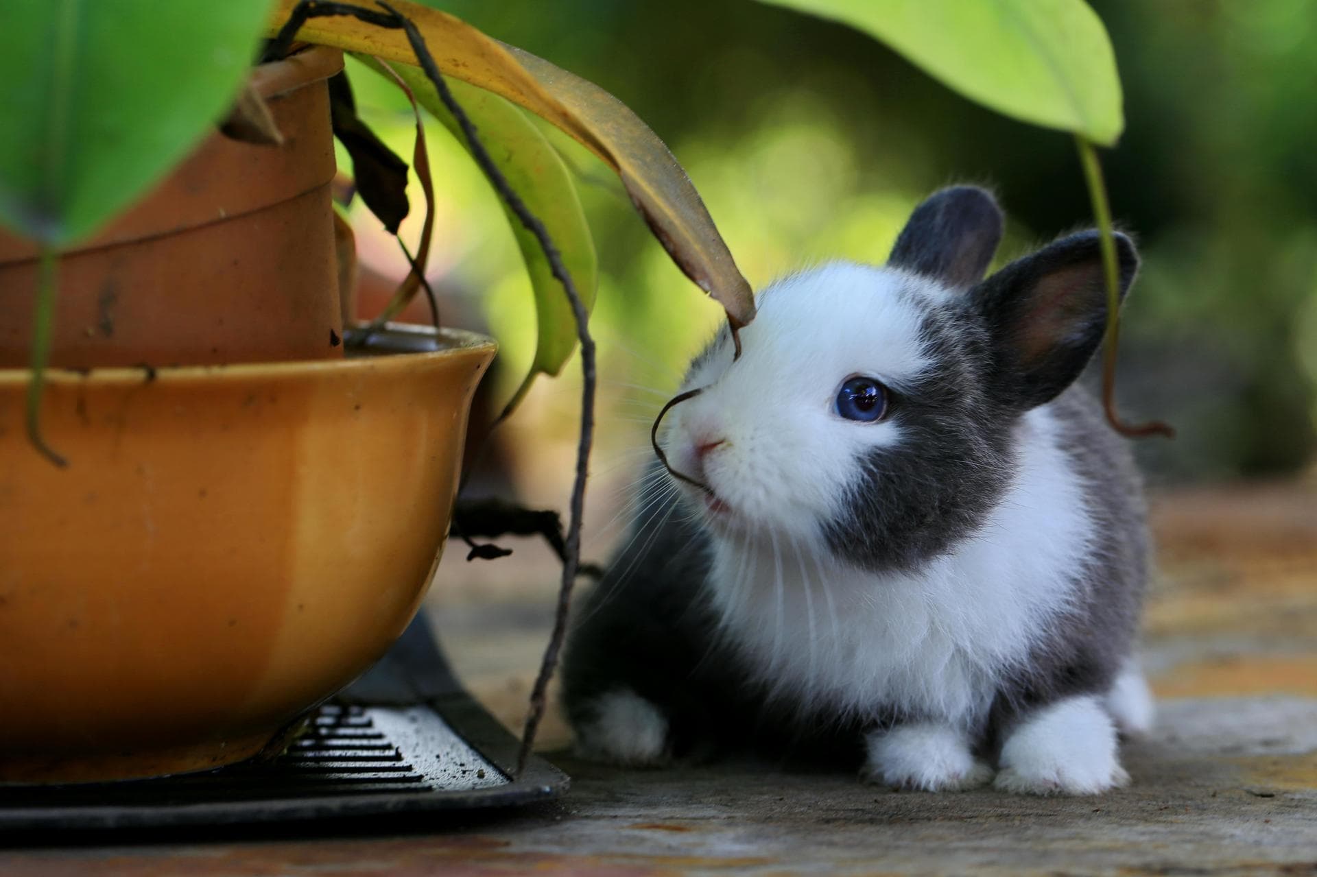Rabbit Vaccinations Vhd Myxo Prices in York