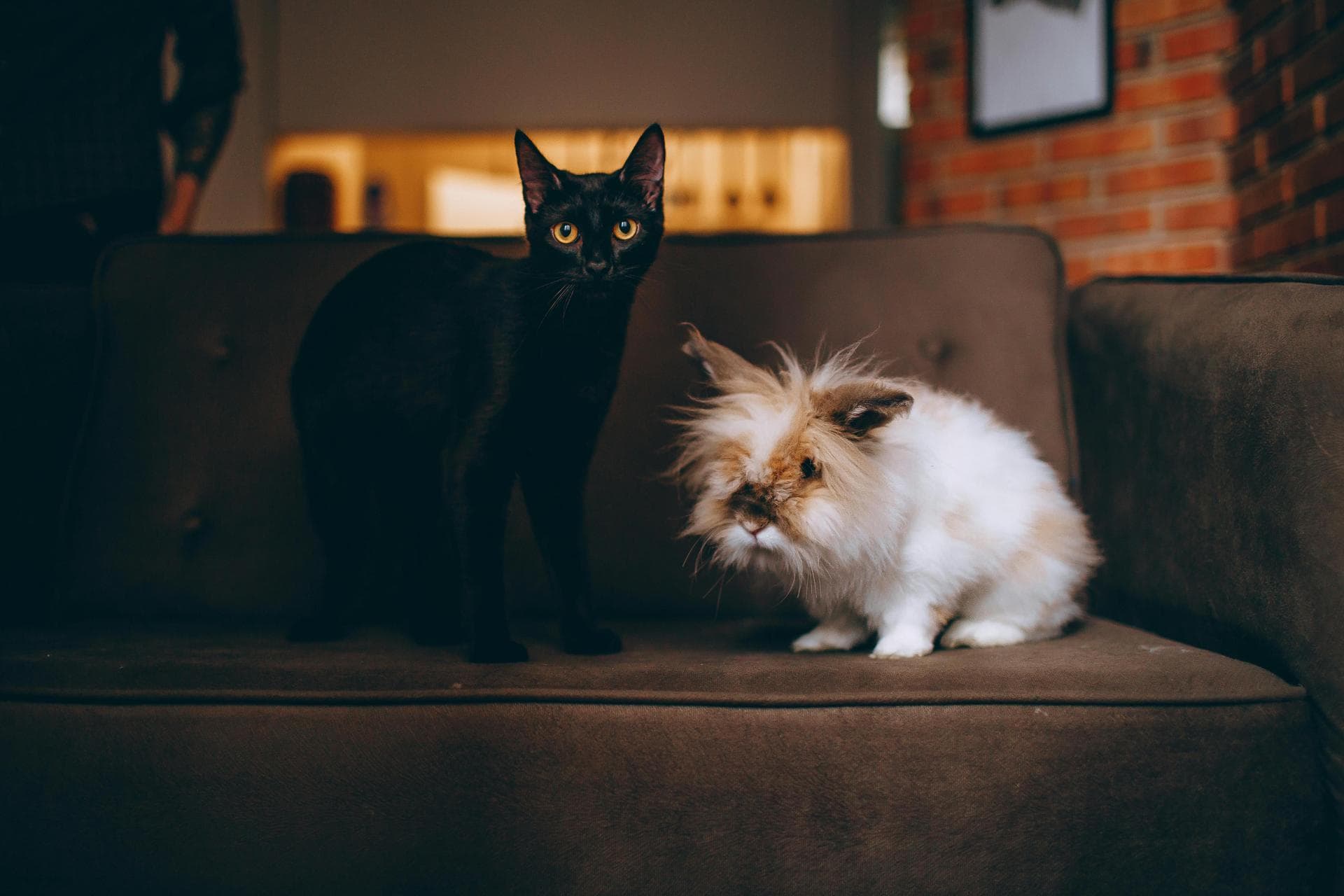 Cat Spay Castrate Neutering Prices in York