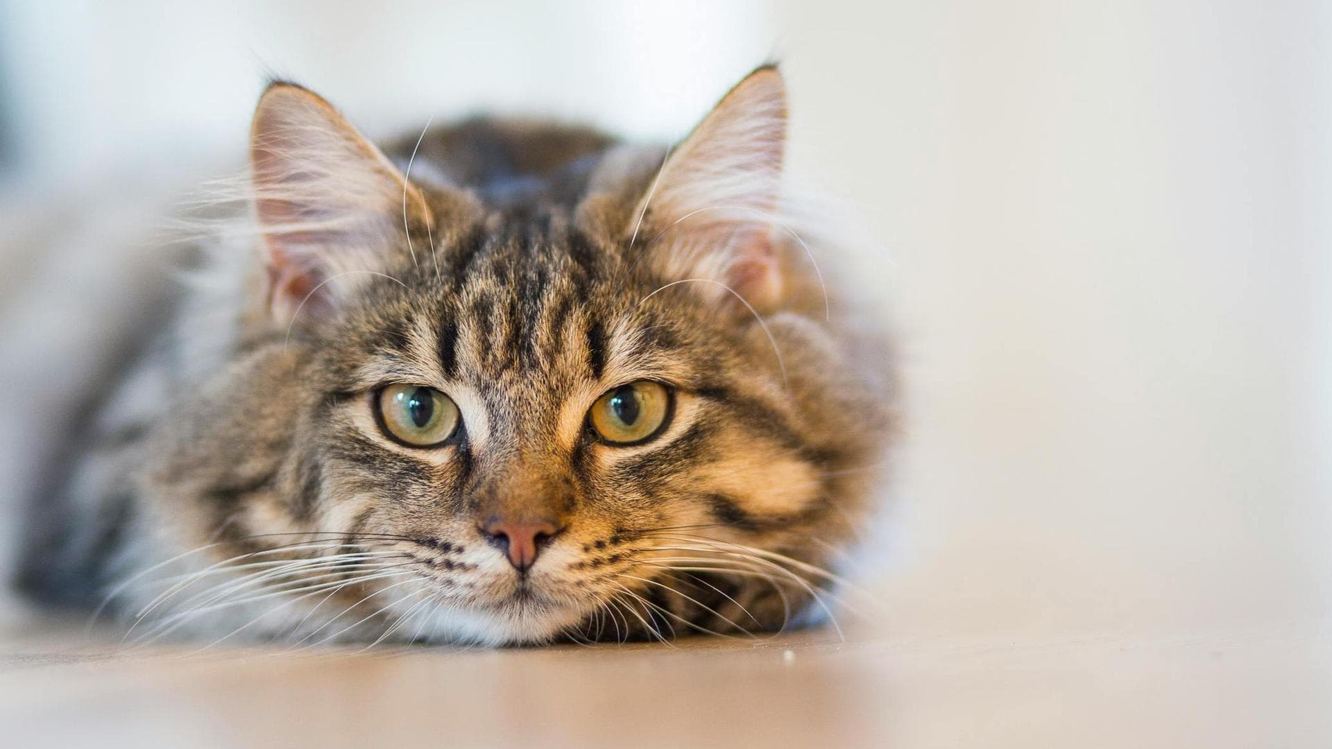 Keyhole Spay Prices in York