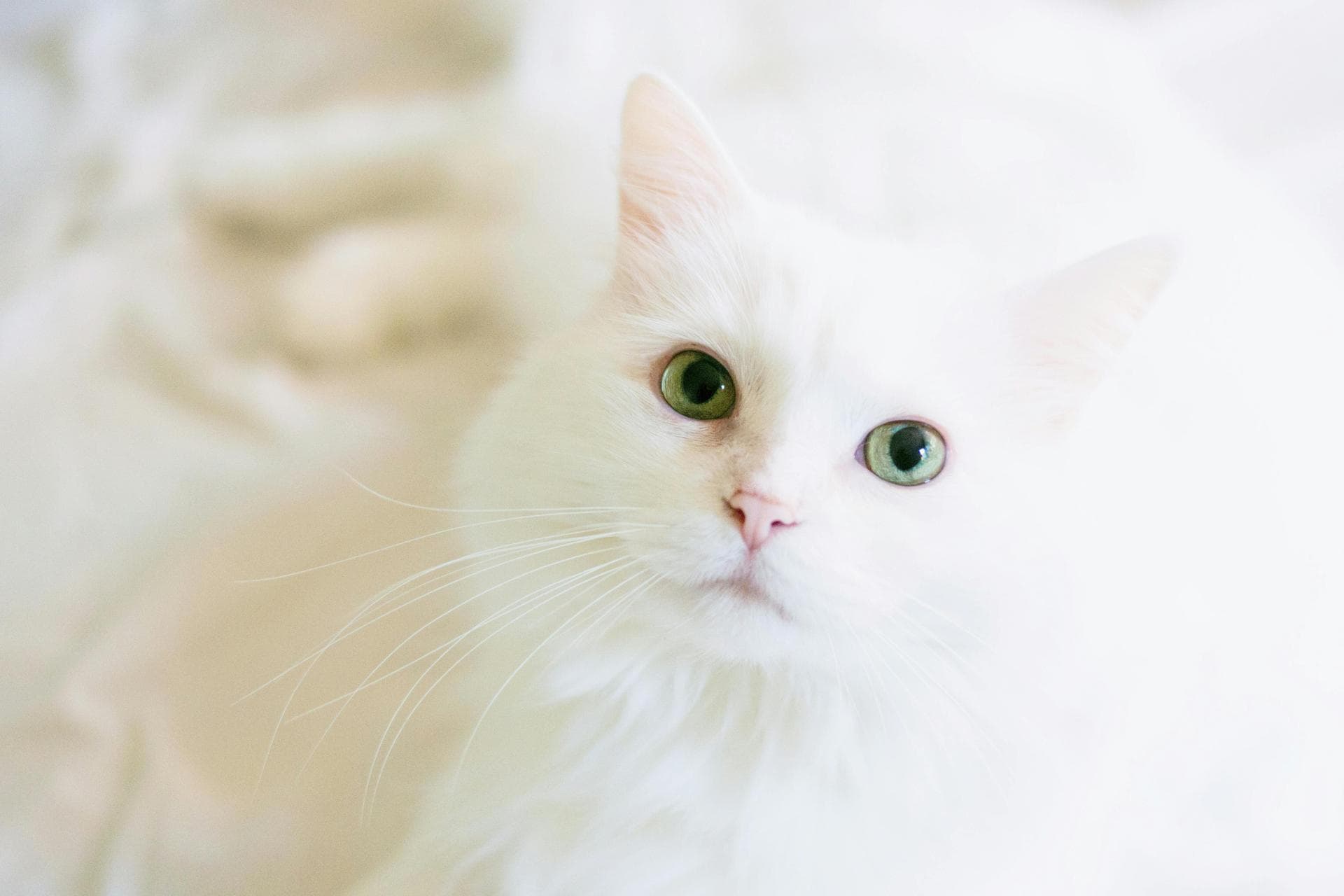 Keyhole Spay Prices in York